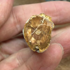 Forstenet Træ "Gren" Fossil