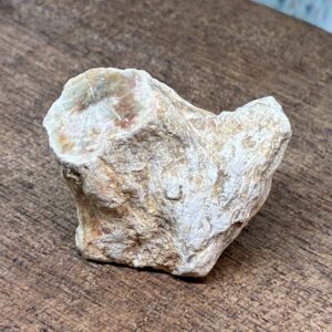 Forstenet Træ "Gren" Fossil