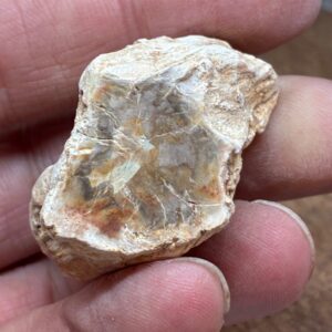 Forstenet Træ "Gren" Fossil