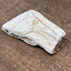 Forstenet Træ "Gren" Fossil