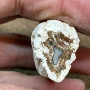 Forstenet Træ "Gren" Fossil