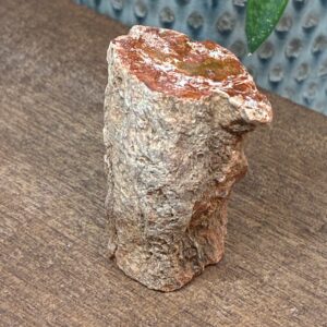 Forstenet Træ "Gren" Fossil