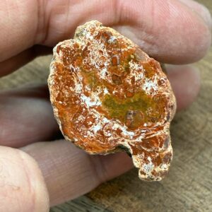 Forstenet Træ "Gren" Fossil