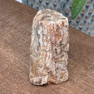 Forstenet Træ "Gren" Fossil