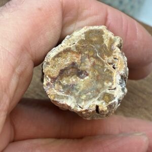 Forstenet Træ "Gren" Fossil