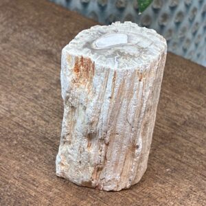 Forstenet Træ "Gren" Fossil