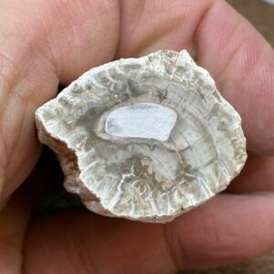 Forstenet Træ "Gren" Fossil