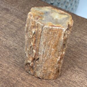 Forstenet Træ "Gren" Fossil