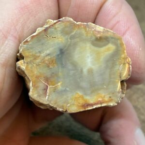 Forstenet Træ "Gren" Fossil