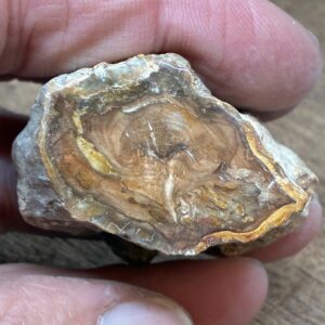 Forstenet Træ "Gren" Fossil