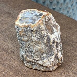 Forstenet Træ "Gren" Fossil