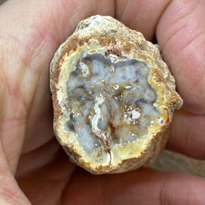 Forstenet Træ "Gren" Fossil