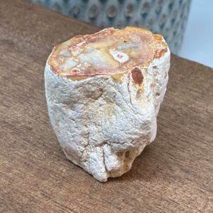 Forstenet Træ "Gren" Fossil