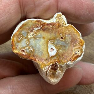 Forstenet Træ "Gren" Fossil