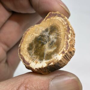 Forstenet Træ Skive Fossil