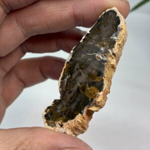 Forstenet Træ Skive Fossil