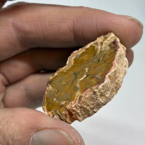 Forstenet Træ Skive Fossil