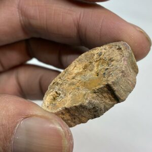 Forstenet Træ Skive Fossil