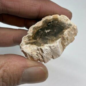 Forstenet Træ Skive Fossil