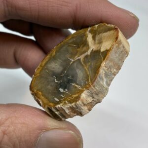 Forstenet Træ Skive Fossil