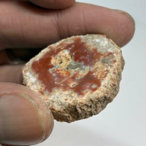 Forstenet Træ Skive Fossil