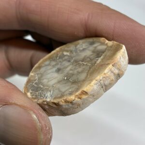 Forstenet Træ Skive Fossil