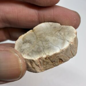 Forstenet Træ Skive Fossil