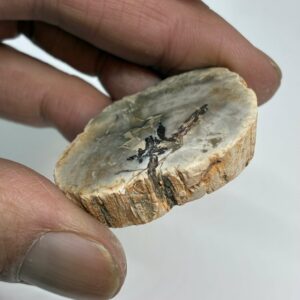 Forstenet Træ Skive Fossil