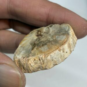 Forstenet Træ Skive Fossil