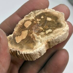 Forstenet Træ Skive Fossil