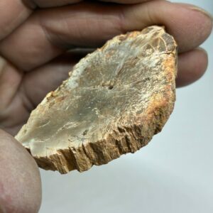 Forstenet Træ Skive Fossil