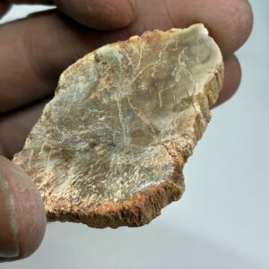 Forstenet Træ Skive Fossil